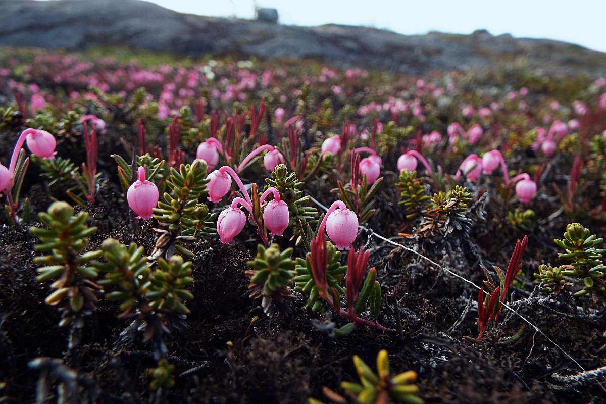 DSCF4508.jpg - Põhja Norra.