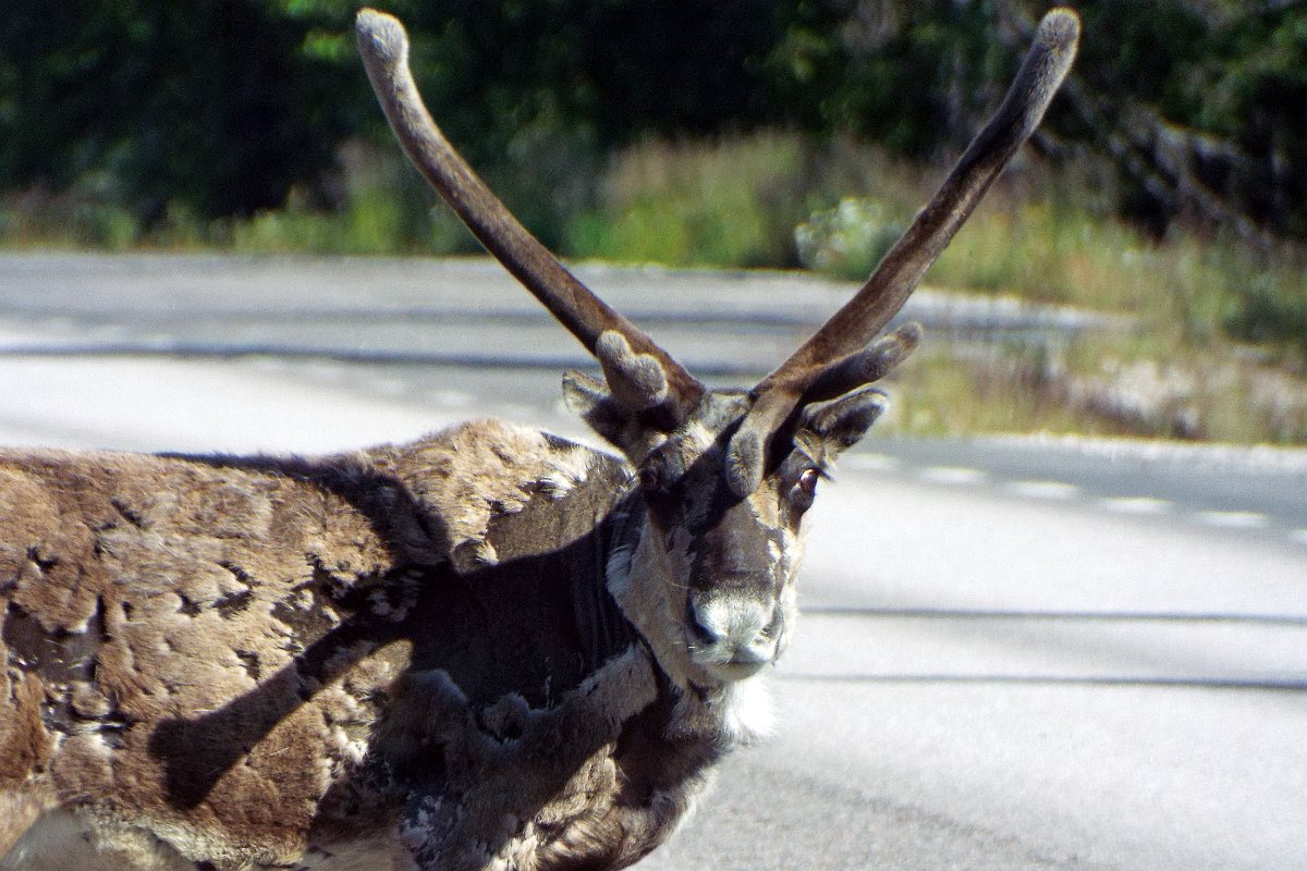 DSCF4521.jpg - Mina ei ole Rudolf!!