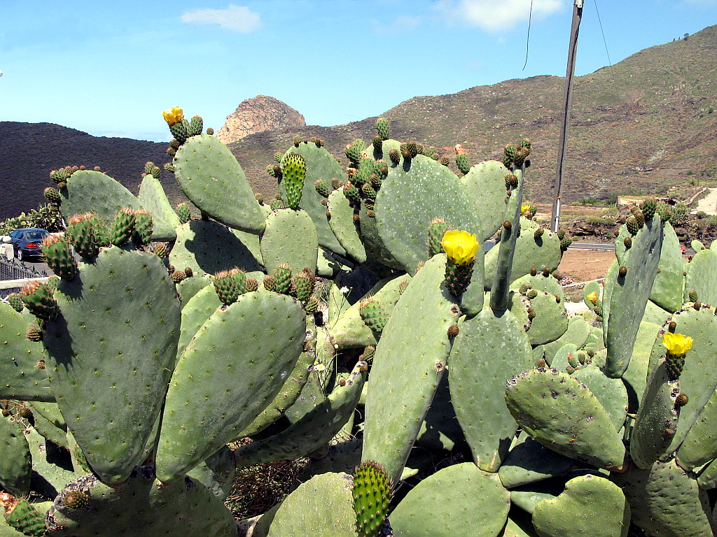 IMG_0030.JPG - Tee-äärsed kaktused