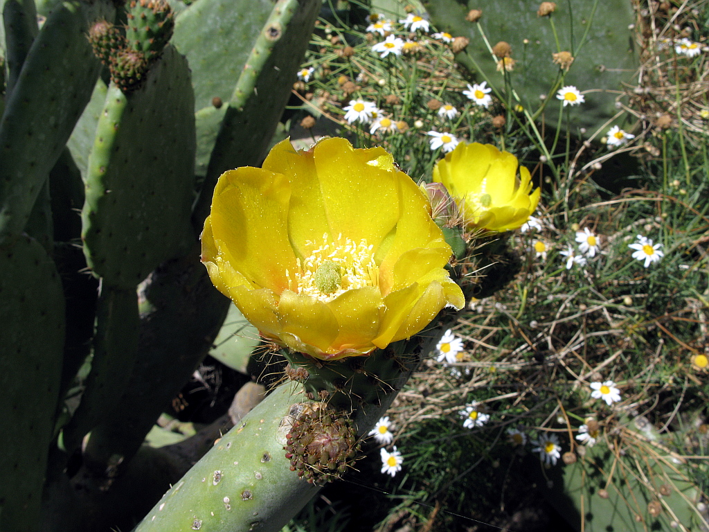 IMG_0031.JPG - Kaktuseõis