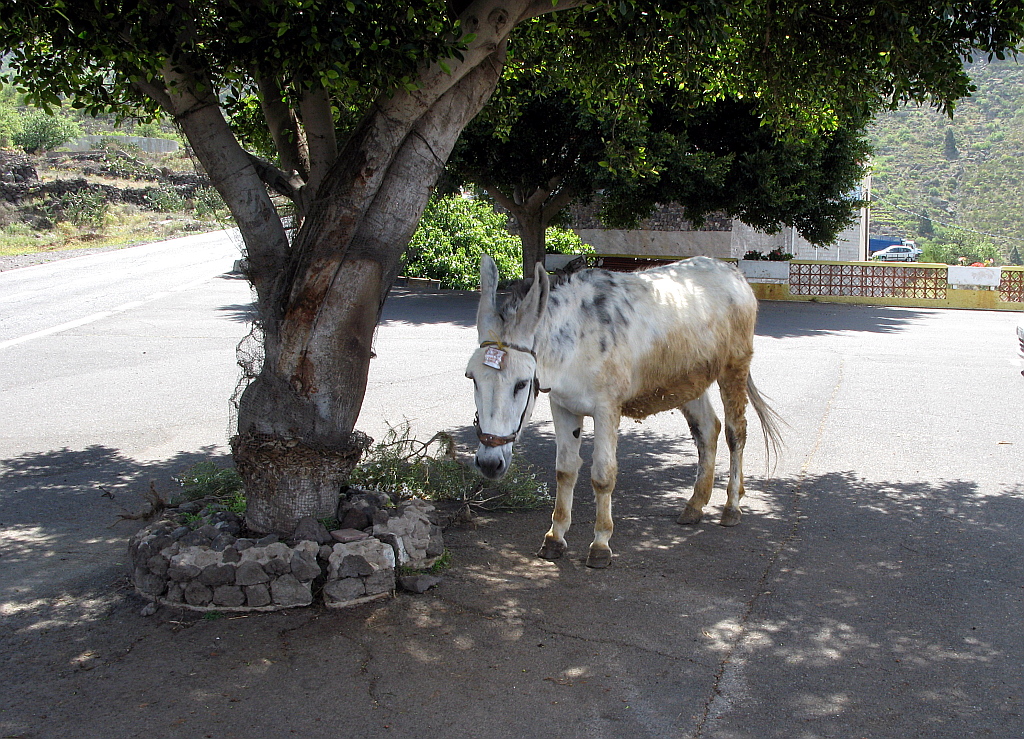 IMG_0032.JPG - Eesel raha teenimas, rahakott otsaees