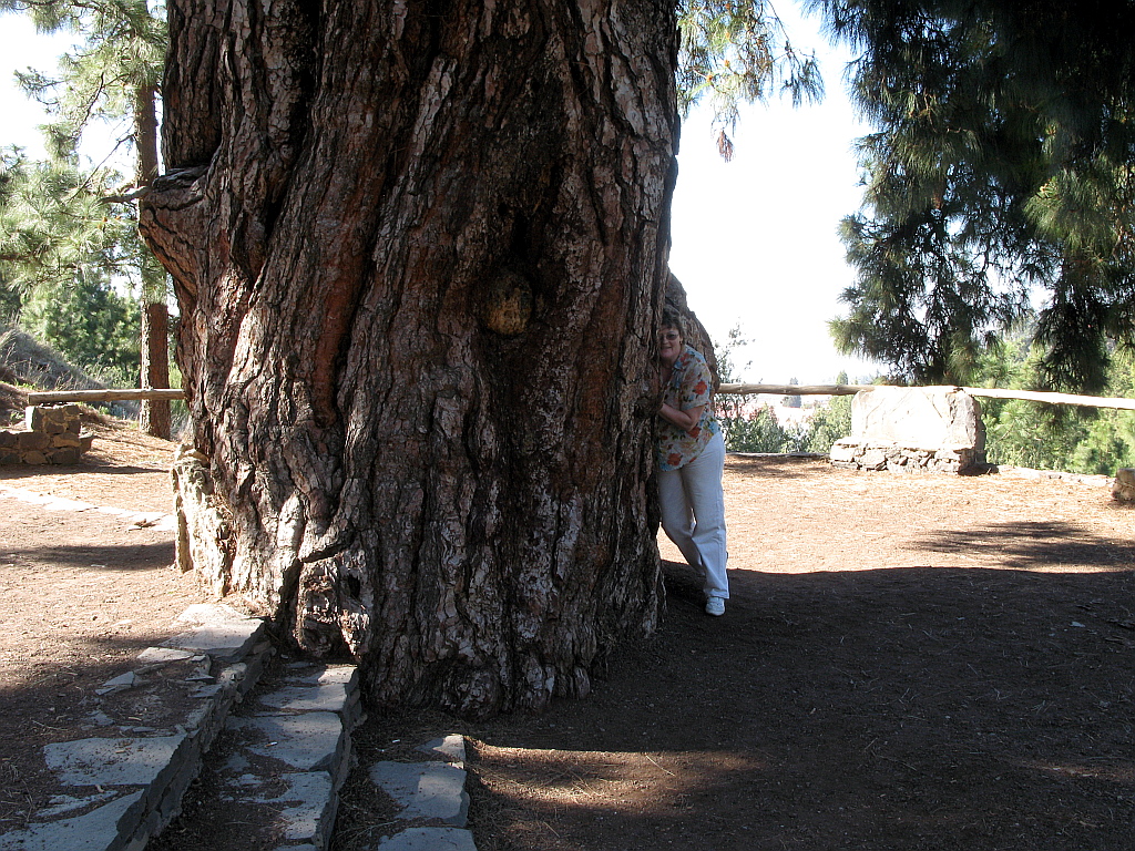 IMG_0074.JPG - 10 m läbimõõduga mänd ja Mall