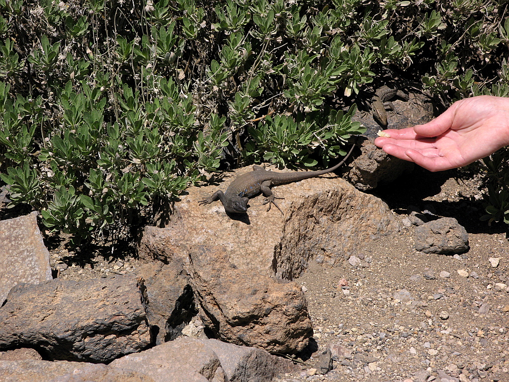 IMG_0138.JPG - Kohalikud sisalikud