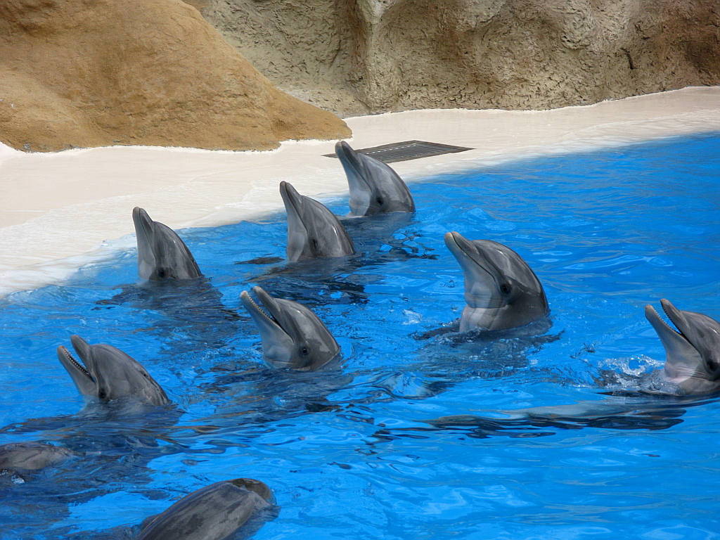 IMG_0214.JPG - Loro Parque delfiini show