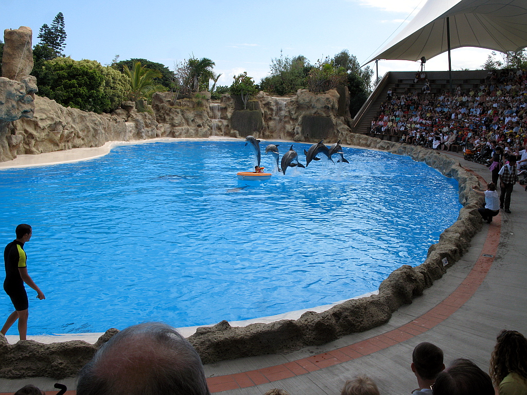 IMG_0231.JPG - Loro Parque delfiini show
