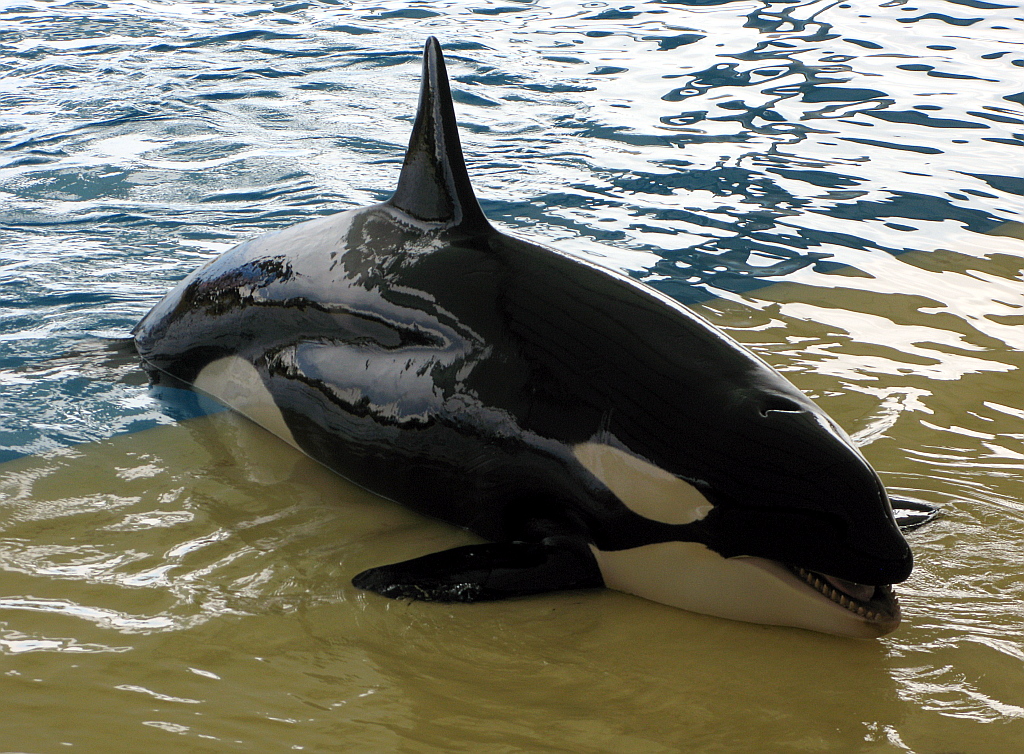 IMG_0260.JPG - Loro Parque orca show