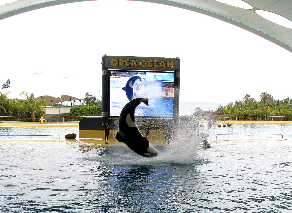 IMG_0287.JPG - Loro Parque orca show