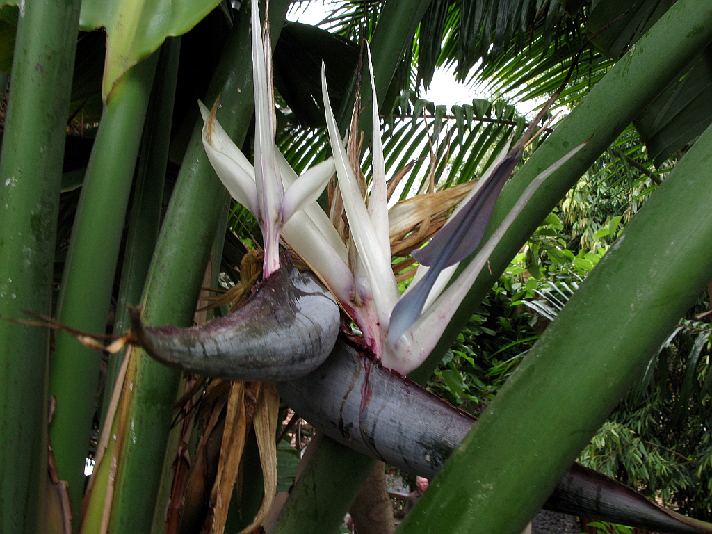 IMG_0290.JPG - Palmi õis