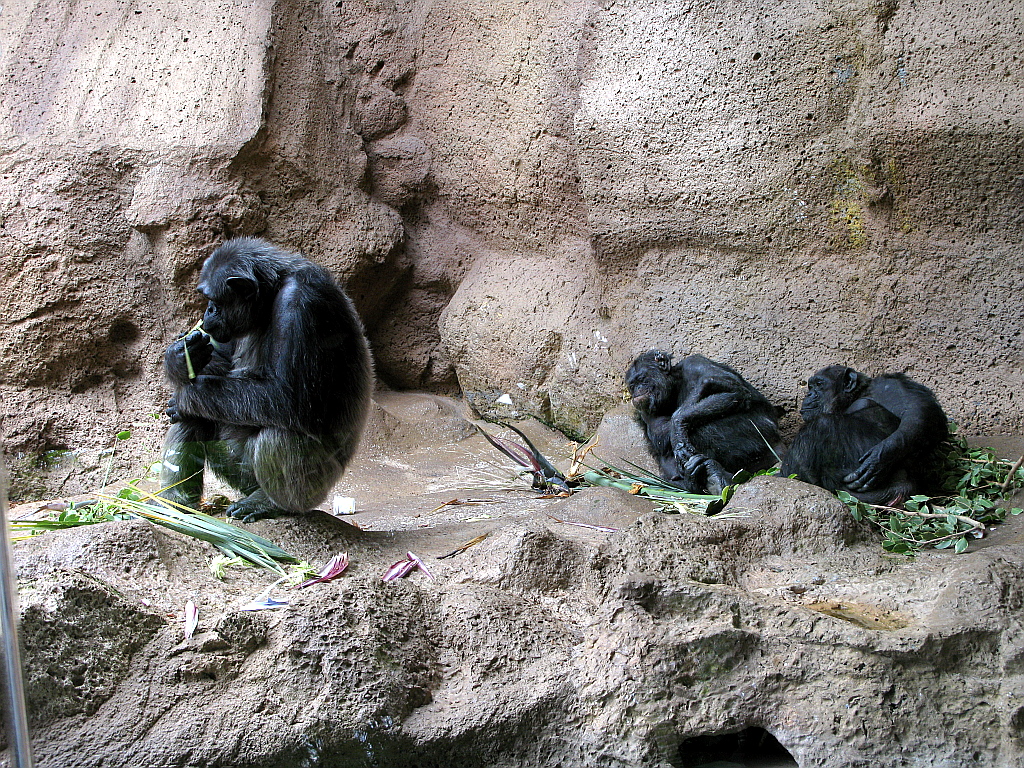IMG_0291.JPG - Loro Parque shimpansid