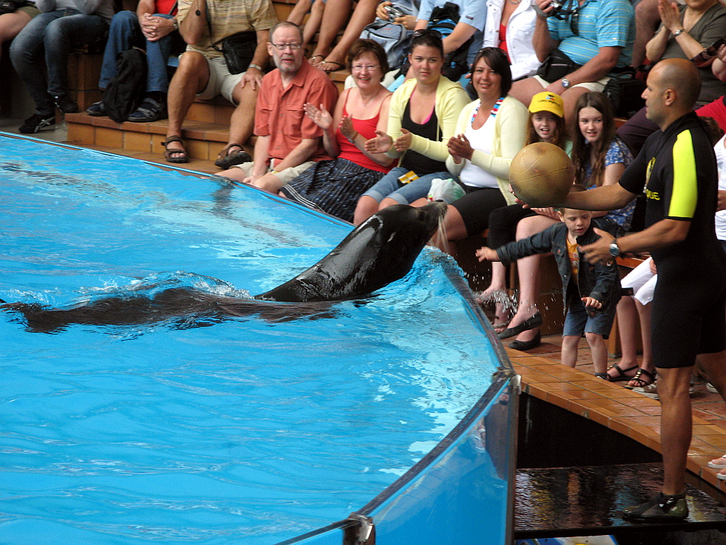 IMG_0311.JPG - Loro Parque merelõvi show