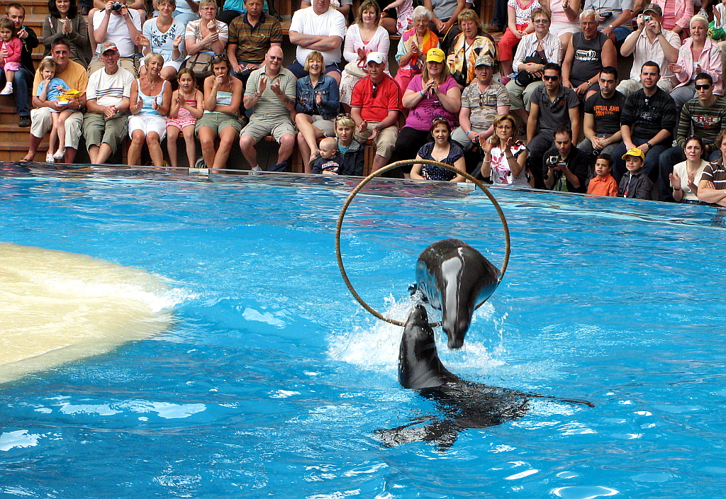 IMG_0312.JPG - Loro Parque merelõvi show