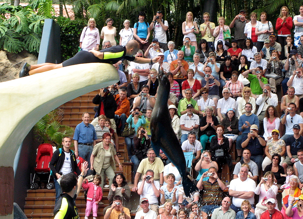 IMG_0317.JPG - Loro Parque merelõvi show