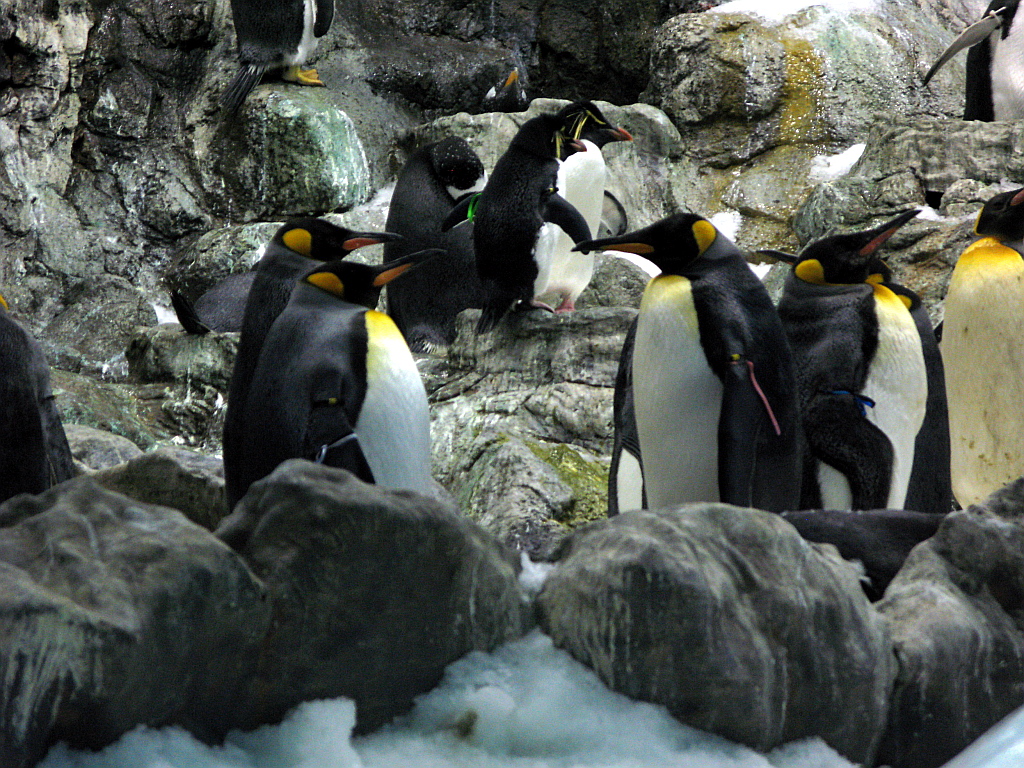IMG_0322.JPG - Loro Parque Planet Penguin