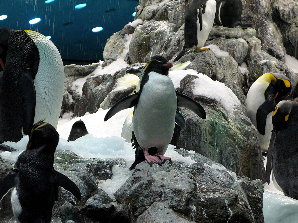 IMG_0339.JPG - Loro Parque Planet Penguin