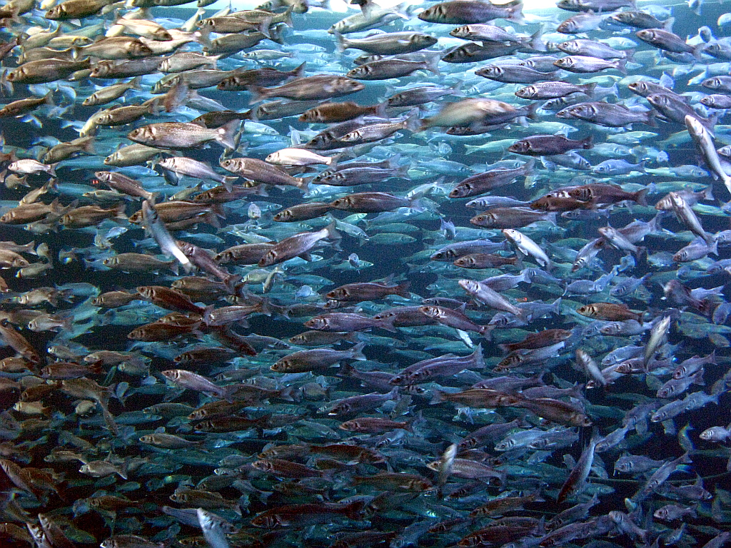 IMG_0351.JPG - Loro Parque akvaarium