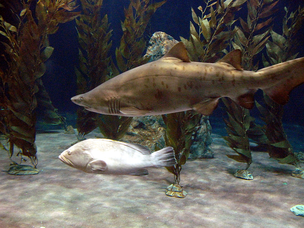 IMG_0358.JPG - Loro Parque akvaarium