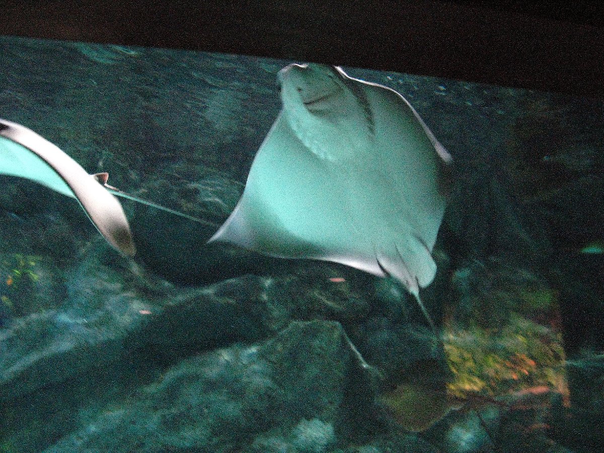 IMG_0373.JPG - Loro Parque akvaarium
