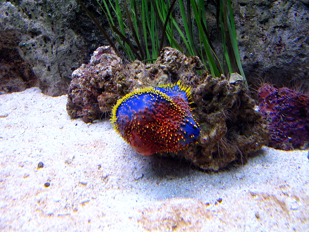 IMG_0397.JPG - Loro Parque akvaarium