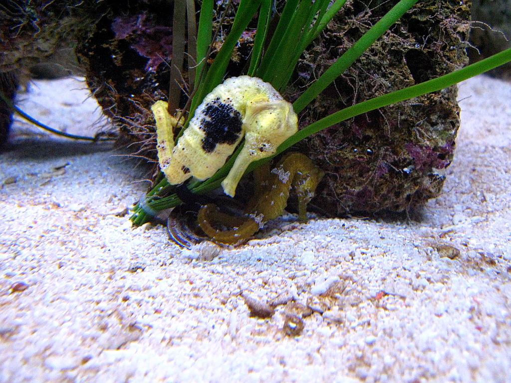 IMG_0398.JPG - Loro Parque akvaarium