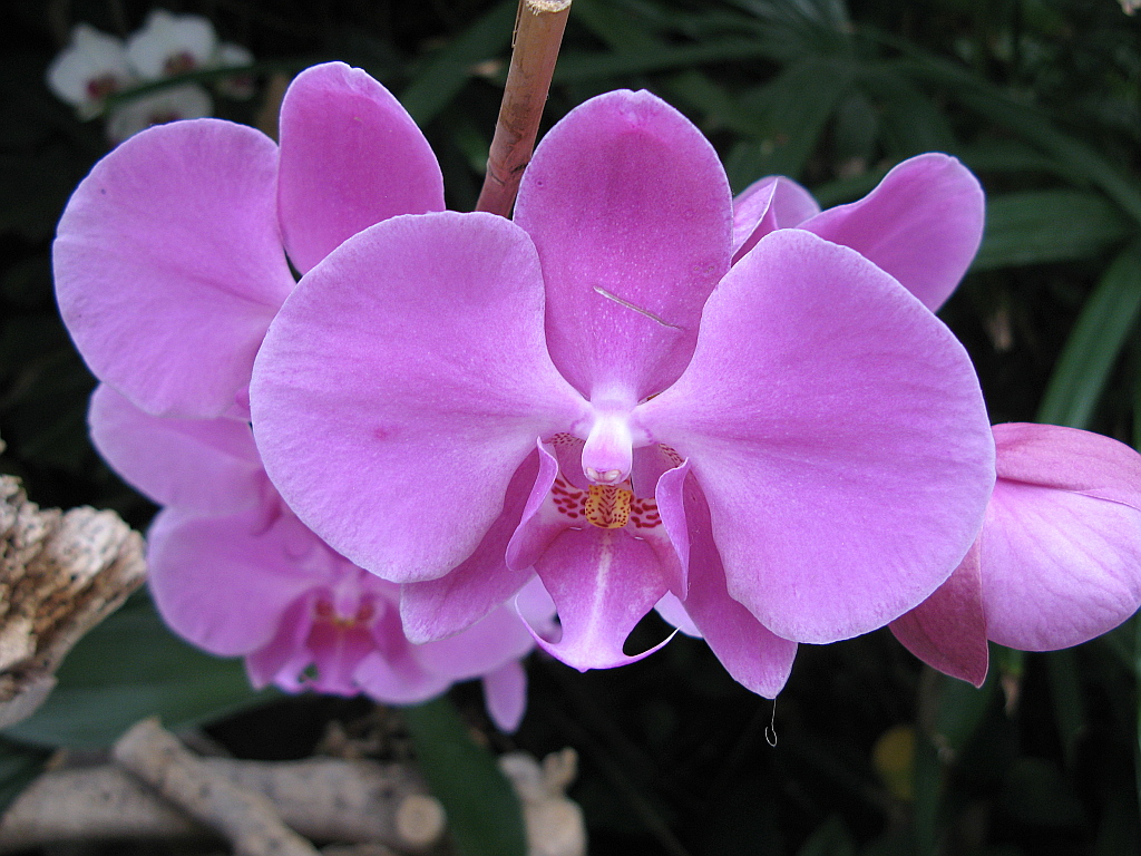 IMG_0406.JPG - Loro Parque orhideed