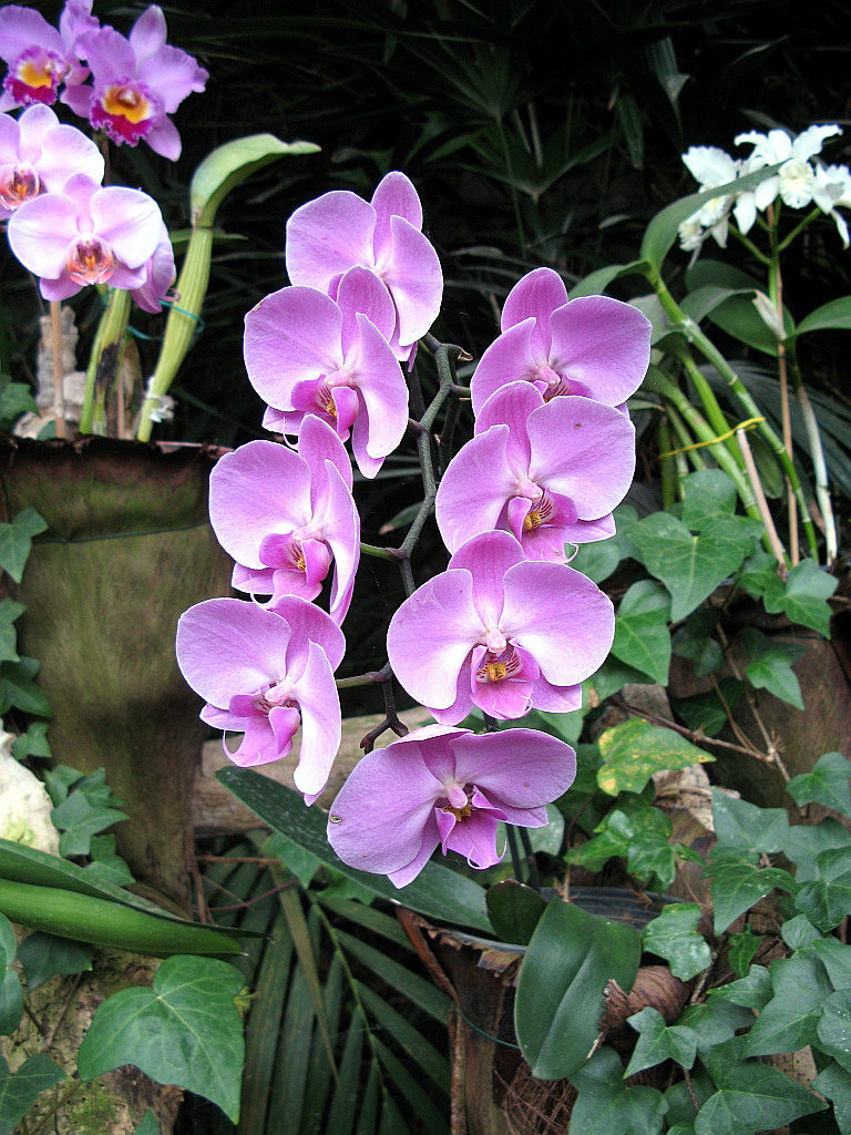 IMG_0407.JPG - Loro Parque orhideed