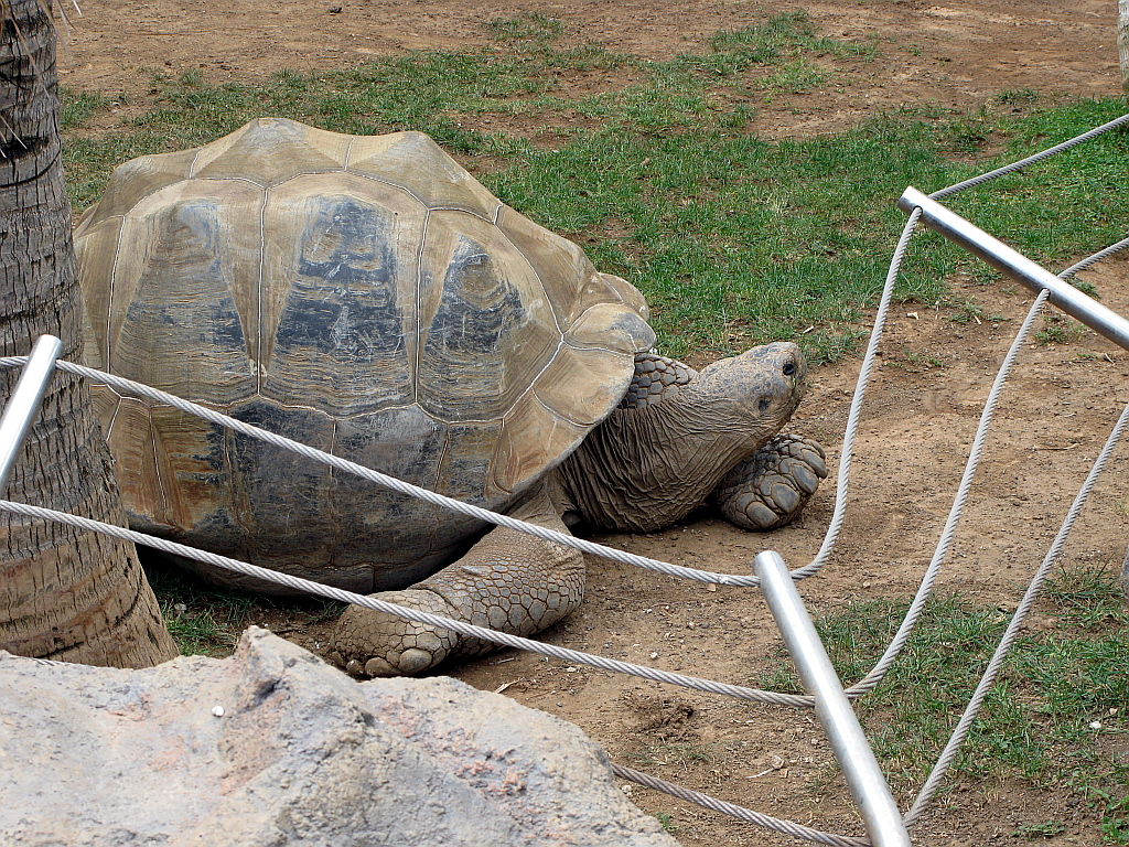 IMG_0416.JPG - Loro Parque kilpkonn