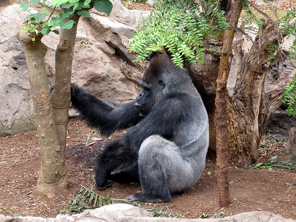 IMG_0431.JPG - Loro Parque gorillad