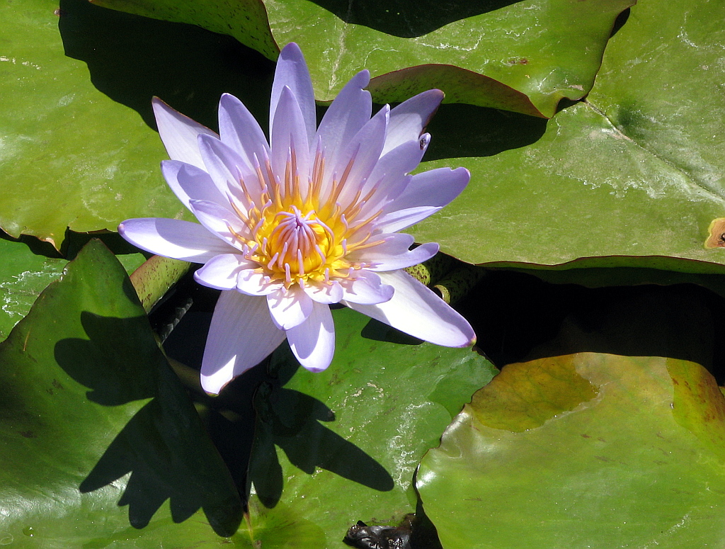 IMG_0456.JPG - Sinine lootos