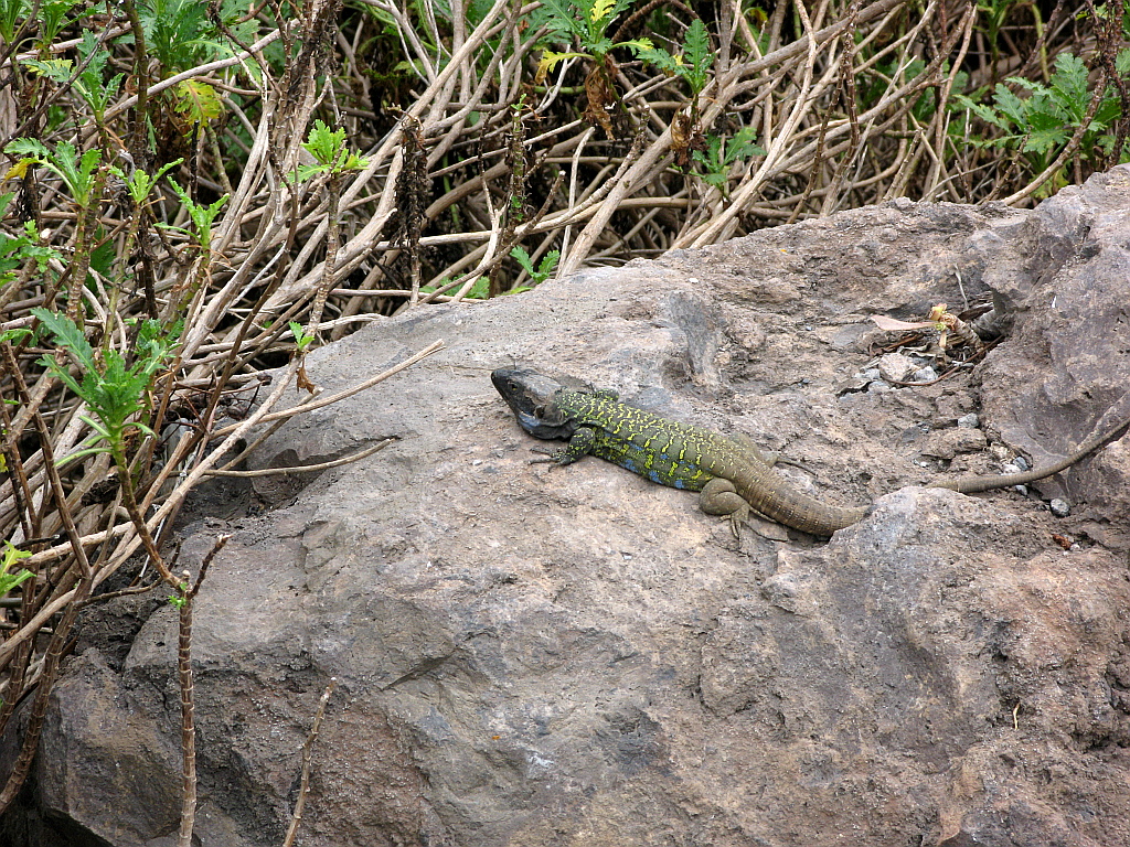 IMG_0582.JPG - Icod de los Vinos botaanikaaed, kohalik sisalik