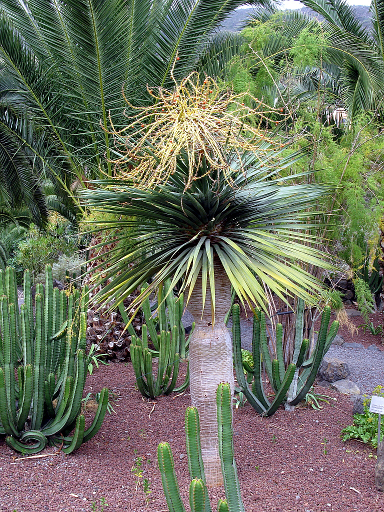 IMG_0583.JPG - Icod de los Vinos botaanikaaed