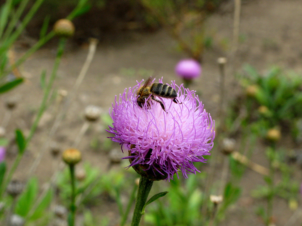 IMG_0596.JPG - Icod de los Vinos botaanikaaed