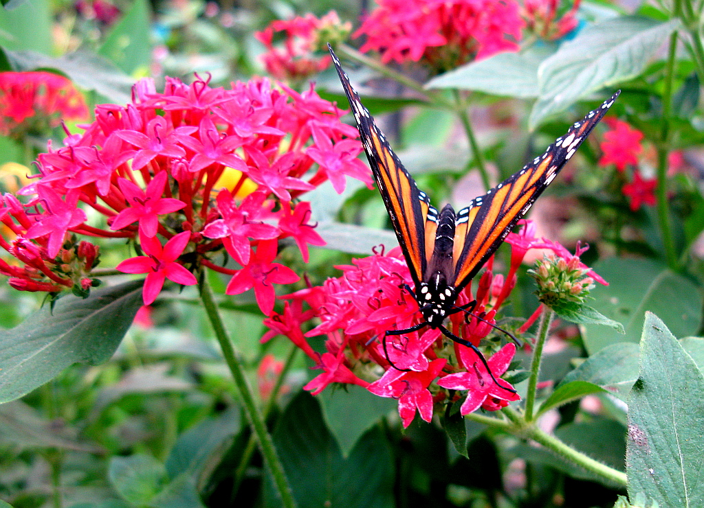 IMG_0616.JPG - Mariposario del Drago , Icod de los Vinos
