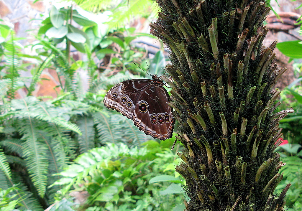 IMG_0620.JPG - Mariposario del Drago , Icod de los Vinos