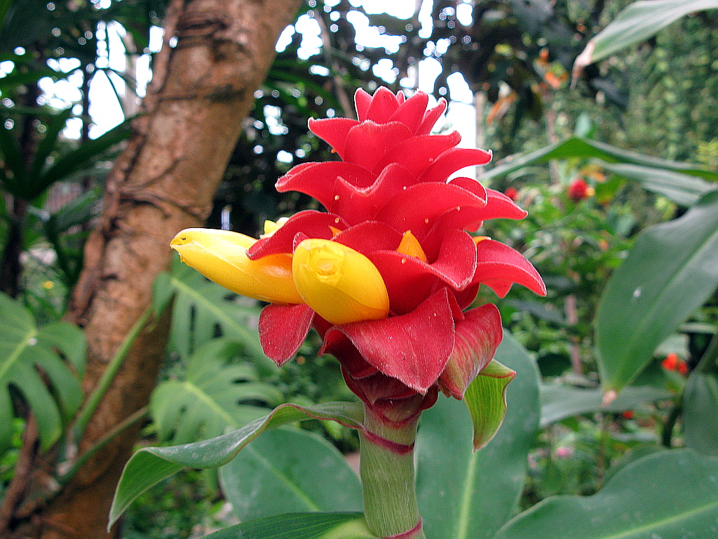 IMG_0626.JPG - Mariposario del Drago , Icod de los Vinos