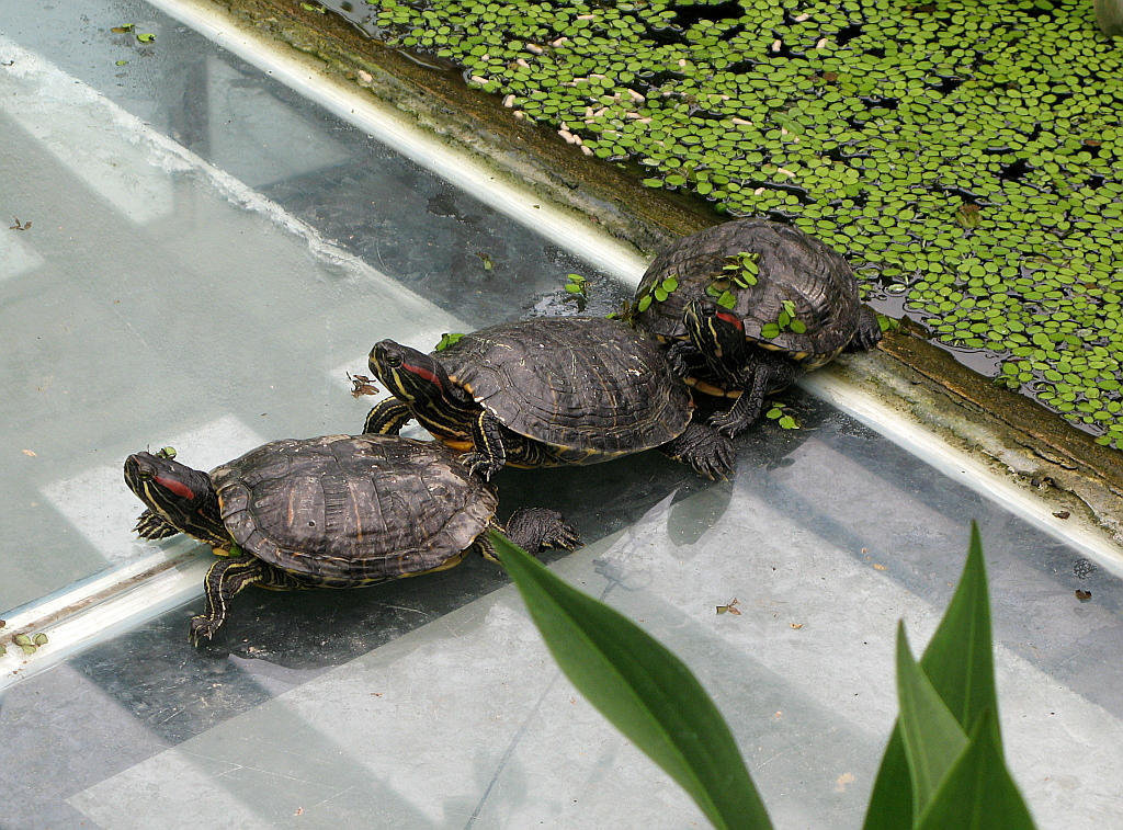 IMG_0636.JPG - Mariposario del Drago , Icod de los Vinos