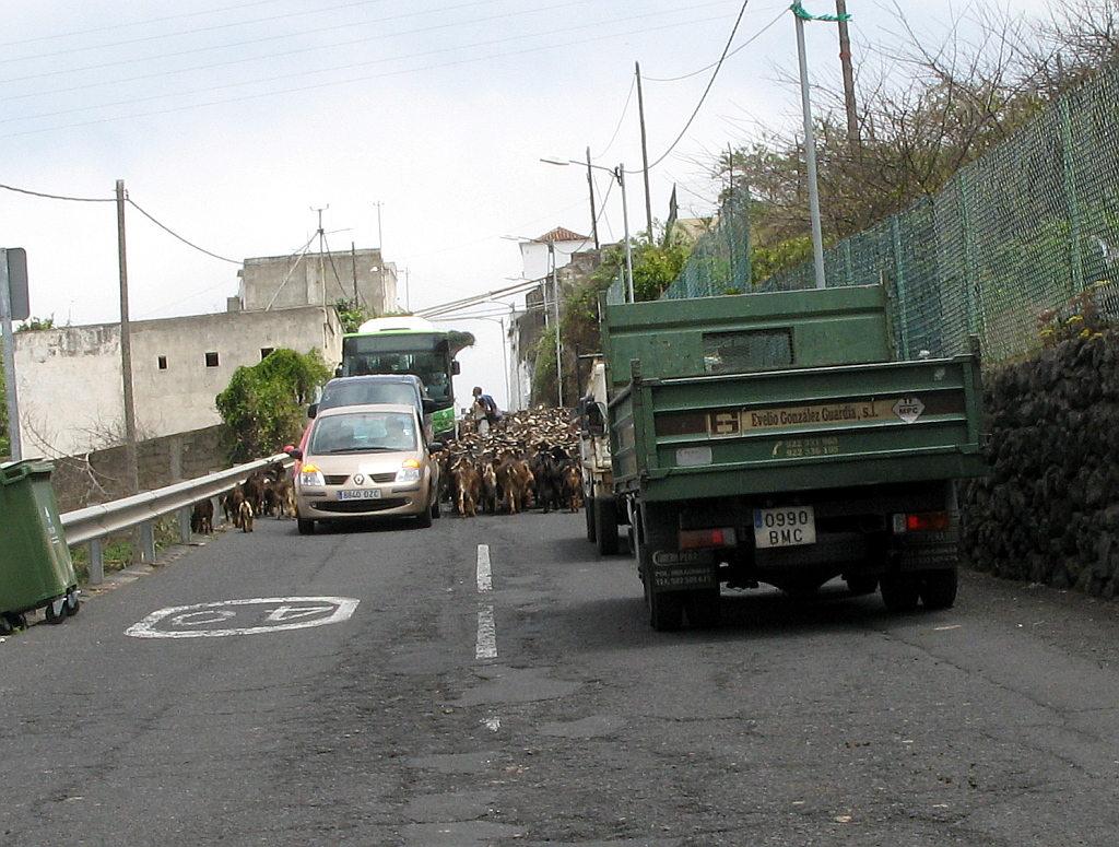 IMG_0645.JPG - Kitsede karjatamine